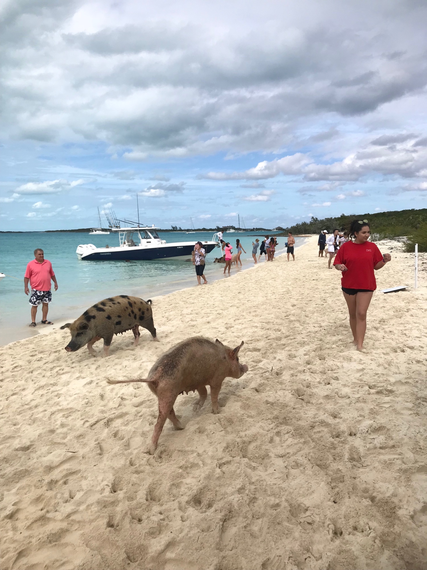 バハマ サメに囲まれて泳げるスポットと豚さんビーチに感動 カリブ海きれい Hana No Bianse